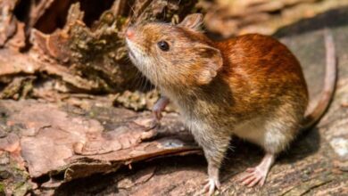 Alerta en Argentina: Se registran 41 casos de hantavirus en lo que va de 2026