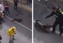 Policía mata a un perro que intentaba defender a su dueño durante un arresto