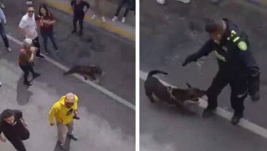 Policía mata a un perro que intentaba defender a su dueño durante un arresto