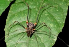 Descubren que los arácnidos 'segadores' cazan y devoran ranas"