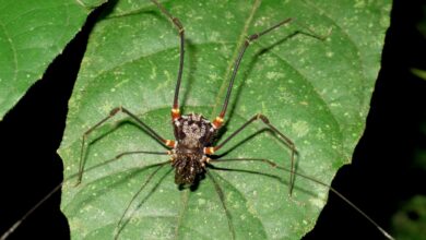 Descubren que los arácnidos 'segadores' cazan y devoran ranas"