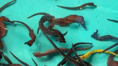 Liberan mil caballitos de mar en el Parque Nacional Mochima para fortalecer la población de la especie