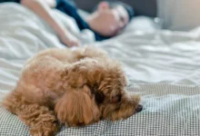 Dormir con un perro ayuda a mejorar la salud física y mental
