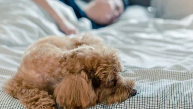 Dormir con un perro ayuda a mejorar la salud física y mental