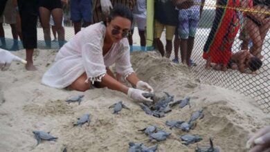 Nacen 49 crías de tortuga Cardón en Carabobo tras nueve años sin desoves similares