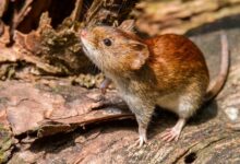 Mujer de 45 años muere por hantavirus en Bariloche, Argentina