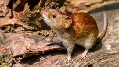 Mujer de 45 años muere por hantavirus en Bariloche, Argentina
