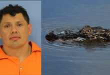 Intentó escapar de la policía y terminó atacado por un caimán en un pantano