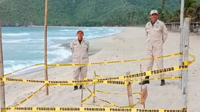 Cuyagua y Choroní se convierten en santuarios de desove de tortugas