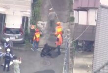 Capturan a un oso en Japón tras provocar el cierre de 94 escuelas