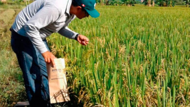 6 mil kg: Histórica cosecha de arroz en Apure
