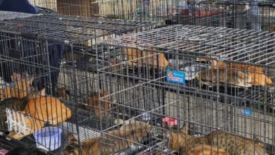 Rescatan 400 gatos del comercio ilegal de carne en Vietnam