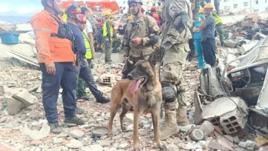Los perros rescatistas que lideran la búsqueda tras el terremoto en Venezuela