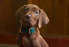Así luce el nuevo Scooby-Doo en la serie 'live-action' de Netflix