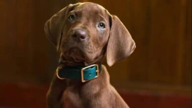 Así luce el nuevo Scooby-Doo en la serie 'live-action' de Netflix