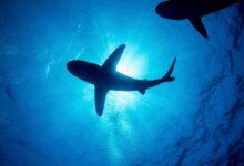 Una turista australiana es atacada por un tiburón en las islas Galápagos de Ecuador