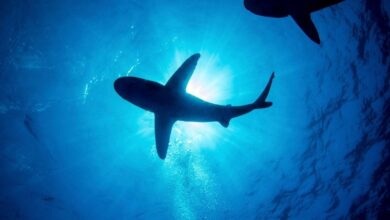 Una turista australiana es atacada por un tiburón en las islas Galápagos de Ecuador