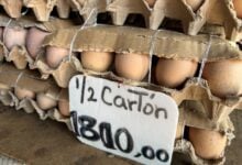 Comerciantes de Los Bloques reportan estabilidad en precios del huevo pero bajas ventas