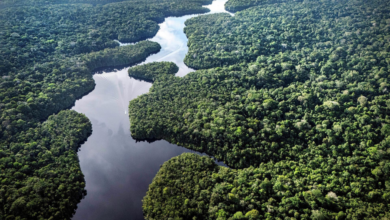 Brasil logra caída récord del 40% en deforestación de la mata atlántica
