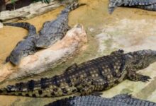 Niño de 3 años arrojado a foso de cocodrilos en Reino Unido está estable y fuera de peligro