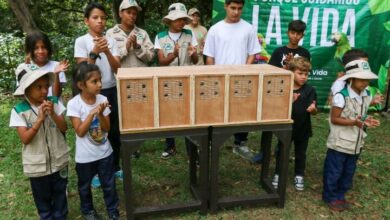 Liberan 400 ejemplares de canario tejado en el Parque Nacional Waraira Repano tras ser rescatados en Brasil