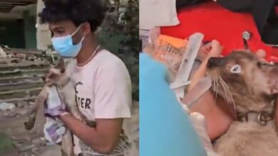 "Es lo único que me quedó": rescata a su gata entre escombros tras perder a toda su familia