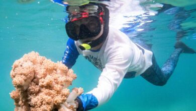 Venezuela y FAO activan plan contra coral invasor que amenaza ecosistemas marinos