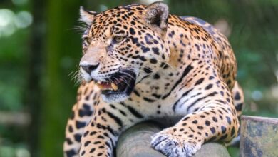 Zoológico Las Delicias de Maracay tendrá primer nacimiento de jaguar en 110 años