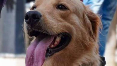 Brigada canina y bomberos de Lara apoyan labores de búsquedas y rescates en Tucacas