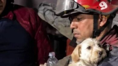 Misión Nevado atiende a mascotas y fauna silvestre afectadas por los terremotos