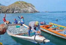 Pescadores de Nueva Esparta donan 7 toneladas de pescado a damnificados