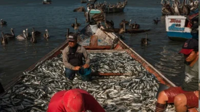Producción pesquera y acuícola aumentó un 15 % en lo que va de año