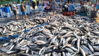 Brasil suspende pesca de tainha para evitar sobreexplotación