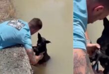 Rescatada una perra con un ladrillo atado al cuerpo y su cachorro en un canal de Murcia, España