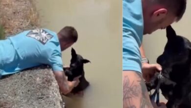 Rescatada una perra con un ladrillo atado al cuerpo y su cachorro en un canal de Murcia, España
