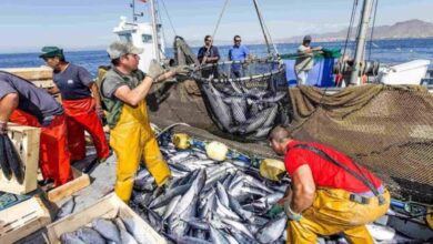 Sector pesca y acuicultura creció 15% en primeros meses de 2026