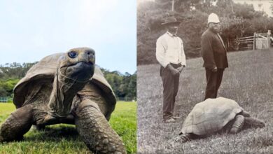 Guinness reconoce a Jonathan, tortuga de 194 años, como el animal terrestre más antiguo del mundo