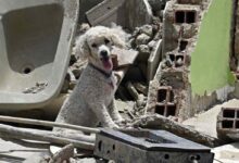 Atención veterinaria gratuita para mascotas damnificadas