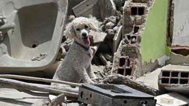 Atención veterinaria gratuita para mascotas damnificadas