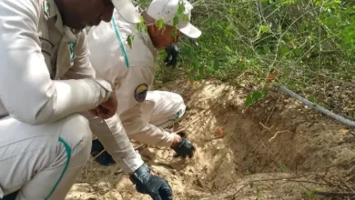 Guardaparques localizan cinco nidos de caimán de la costa y logran el nacimiento de 79 neonatos en Tacarigua
