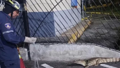 Bomberos de Caracas rescatan a un caimán de anteojos hallado en Fuerte Tiuna