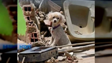 Misión Nevado pide afiches para reencontrar mascotas rescatadas