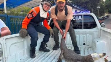 Rescatan lagarto de 1,50 metros en El Hatillo, Miranda