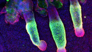 Descubren la proteína clave que mantiene encendido el "motor" del crecimiento del cabello