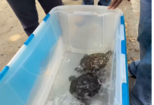 Rescatan con vida a un gato y dos tortugas tras permanecer más de un mes atrapados en los escombros