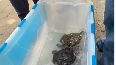 Rescatan con vida a un gato y dos tortugas tras permanecer más de un mes atrapados en los escombros