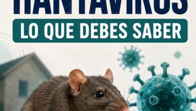 Hantavirus: qué es y cómo se transmite