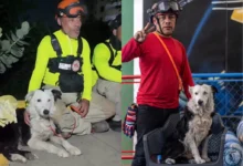 El perro de rescate Tsunami y su guía pierden su vivienda tras el sismo