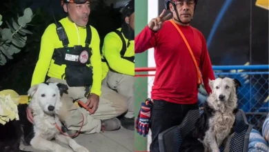 El perro de rescate Tsunami y su guía pierden su vivienda tras el sismo