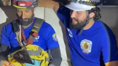 Hallan con vida a un gato entre los escombros de las Residencias El Jurel en La Guaira